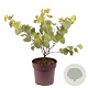 Cercis siliquastrum 40-45 cm 10L