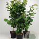 Corylus avellana 80-100 cm 7,5L