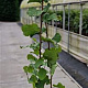 Corylus avellana 125-150 cm 50L