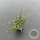 Cotoneaster radicans 'Eichholz' 25-30 cm P13