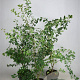 Crataegus monogyna 125-150 cm 7,5L