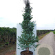 Eucalyptus gunnii GM container solitair