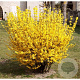 Forsythia Mêlée d'Or 20-25 cm 3,0L