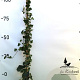 Hedera hibernica 125-150 cm 2,0L met stok