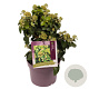 Hedera hib. 'Arbori Compact' 25-30 cm 3,0L