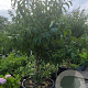 Heptacodium miconioides 150-175 cm container meerstammig