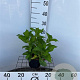 Hydrangea m. 'Mad. Emile Mouillère' 25-30 cm 2,0L