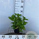 Hydrangea m. 'Mad. Emile Mouillère' 25-30 cm 2,0L