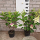 Hydrangea pan. Pinky Winky 40-60 cm 5,0L