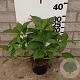 Hydrangea s. 'Bluebird' 20-25 cm 2,0L