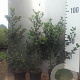 Ilex aquifolium 80-100 cm 5,0L