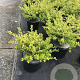 Ilex crenata 'Golden Gem' 25-30 cm 3,0L