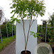 Koelreuteria paniculata 150-175 cm 50L meerstammig