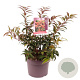 Leucothoe keiskei 'Royal Ruby' 20-25 cm 5,0L