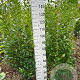 Ligustrum ovalifolium 150-175 cm met kluit