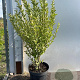 Ligustrum oval. 'Aureum' 40-60 cm 7,5L
