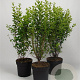 Ligustrum oval. 'Aureum' 80-100 cm 7,5L