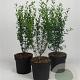 Ligustrum vulg. 'Atrovirens' 60-80 cm 7,5L
