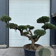Olea europaea GM container