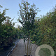 Parrotia persica 'Vanessa' 250-300 cm cont. 110L meerstammig