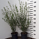 Phillyrea angustifolia 40-60 cm 3,0L