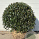 Phillyrea angustifolia 90-100 cm draadkluit bol