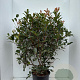 Photinia fraseri 'Red Robin' 100-125 cm 20L