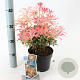 Pieris 'Flaming Silver' 25-30 cm 3,0L