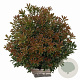 Pieris jap. 'Little Heath' 25-30 cm 3,0L