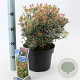 Pieris jap. 'Little Heath' 30-40 cm 5,0L