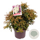 Pieris jap. 'Sarabande' 30-40 cm 5,0L
