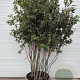 Quercus ilex 225-250 cm container meerstammig