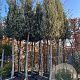 Quercus ilex 16-18 HO container piramide