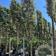 Quercus ilex 25-30 HO container 220 cm stam lei 180x180