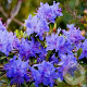Rhododendron 'Blue Diamond' 25-30 cm 5,0L