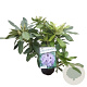 Rhododendron 'Blue Jay' 30-40 cm 5,0L struik