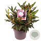 Rhododendron (Y) 'Carol. Allbrook' 25-30 cm 5,0L