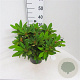 Rhododendron (Y) 'Doc' 30 cm 5,0L