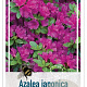Rhododendron (AJ) Geisha Purple 25-30 cm 4,0L