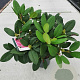 Rhododendron 'Germania' 30-40 cm 5,0L