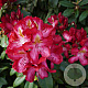 Rhododendron (AK) 'Junifeuer' 50-60 cm 13L