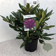 Rhododendron 'Marcel Menard' 30-40 cm 5,0L