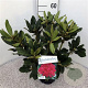 Rhododendron 'Nova Zembla' 30-40 cm 5,0L