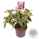 Rhododendron (P) 'Polarnacht' 30-40 cm 5,0L