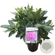 Rhododendron ponticum 30-40 cm 5,0L struik