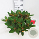 Rhododendron 'Vollblut' 30 cm 5,0L