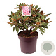 Rhododendron 'Vollblut' 50-60 cm 13L
