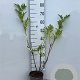 Sambucus nigra 40-60 cm 2,0L