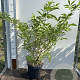Sambucus nigra 60-80 cm 7,5L