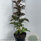 Sambucus nigra Black Tower 40-50 cm 3,0L